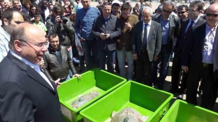 Tedavi Edilen 4 Deniz Kaplumbağası Doğal Ortamlarına Bırakıldı