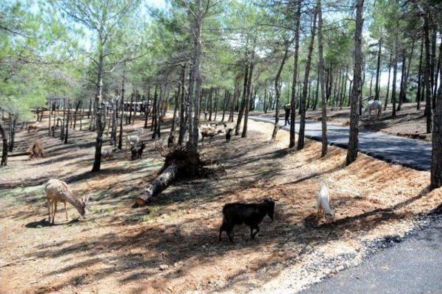 Türkiye’Nin Ilk Safari Parkı Açıldı