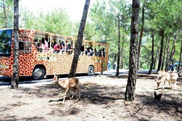 Türkiye’Nin Ilk Safari Parkı Açıldı