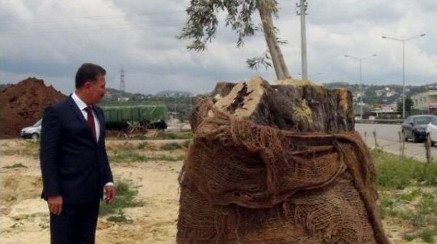 Mersin'de Aşılanan 800 Yıllık Zeytin Ağacı Filiz Verdi
