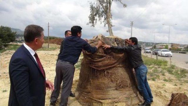 Mersin'de Aşılanan 800 Yıllık Zeytin Ağacı Filiz Verdi