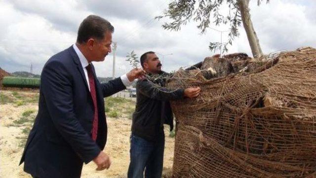 Mersin'de Aşılanan 800 Yıllık Zeytin Ağacı Filiz Verdi