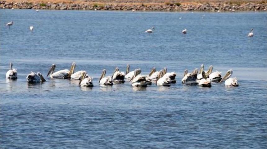 Artificial Island For Pelicans To Be Constructed, Says İzmir Mayor