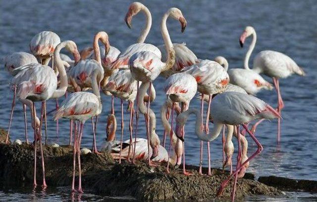 Artificial Island For Pelicans To Be Constructed, Says İzmir Mayor