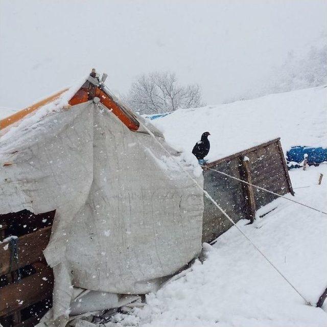 Kar Yağışı Yaylacıları Mahsur Bıraktı