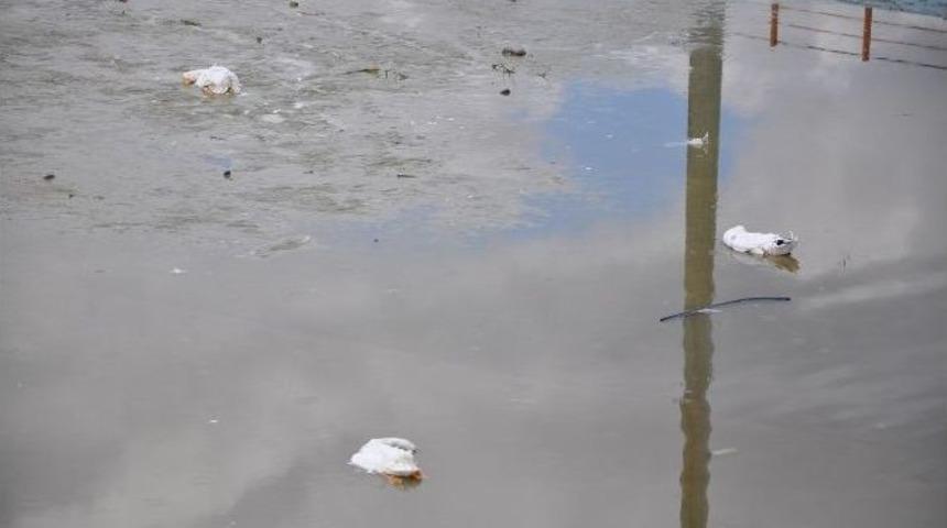 &Ouml;rdek &Ouml;l&uuml;mlerine Stk&rsquo;lardan Tepki