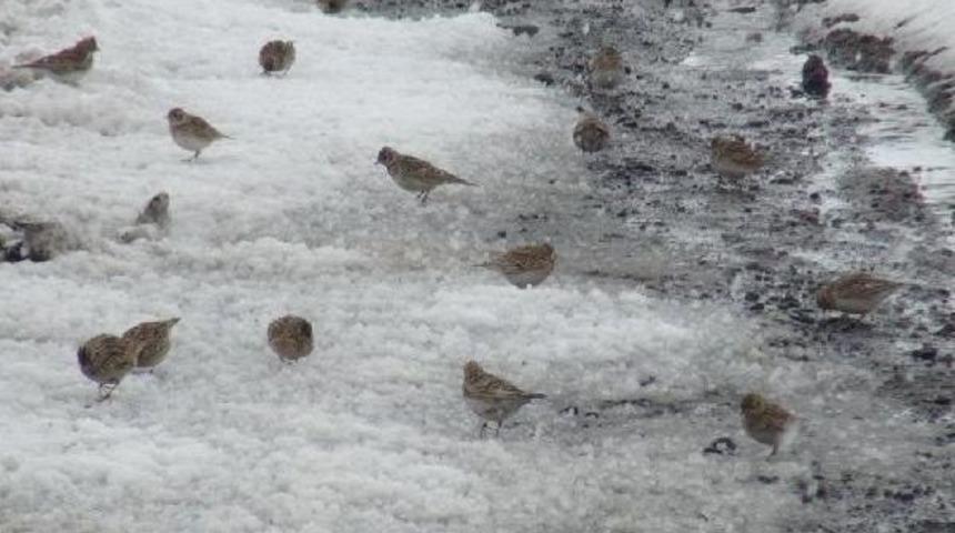 Kuş S&uuml;r&uuml;leri Yem I&ccedil;in Karayoluna Akın Etti