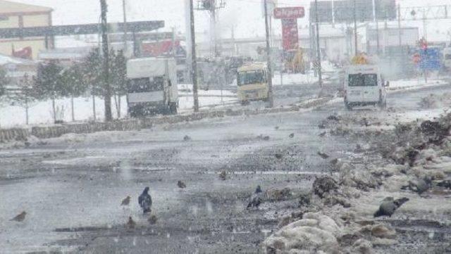 Kuş Sürüleri Yem Için Karayoluna Akın Etti