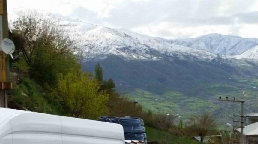 Kulp Beyaza B&uuml;r&uuml;nd&uuml;