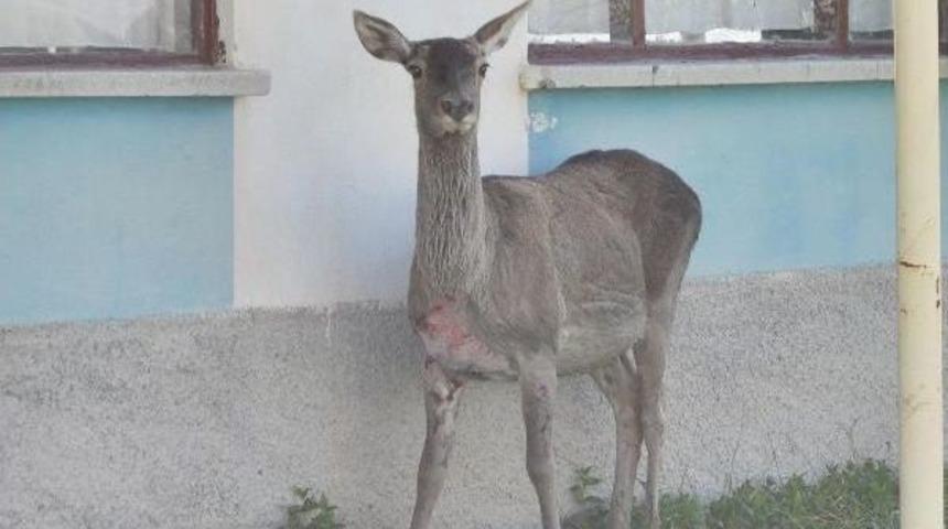 Akşehir'de Kızıl Geyik Kurtarma Operasyonu