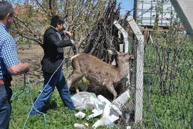 Akşehir'de Kızıl Geyik Kurtarma Operasyonu