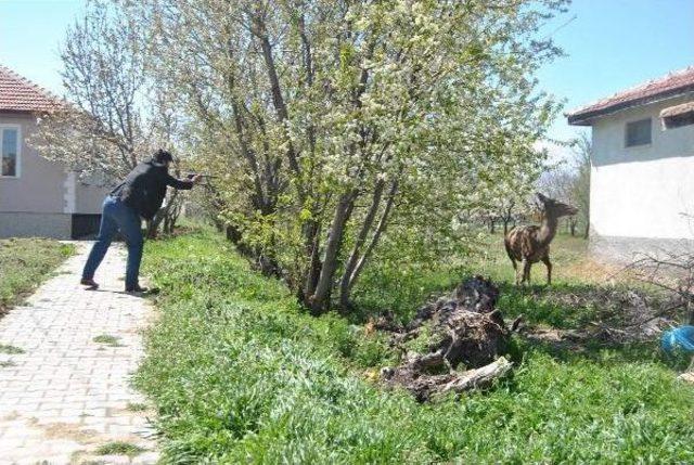 Akşehir'de Kızıl Geyik Kurtarma Operasyonu