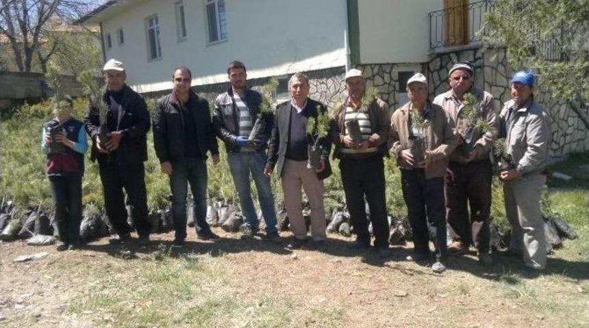 Halka &Uuml;cretsiz Fidan