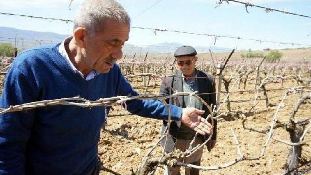 Manisa'da Bağ Ve Bahçeleri Don Vurdu