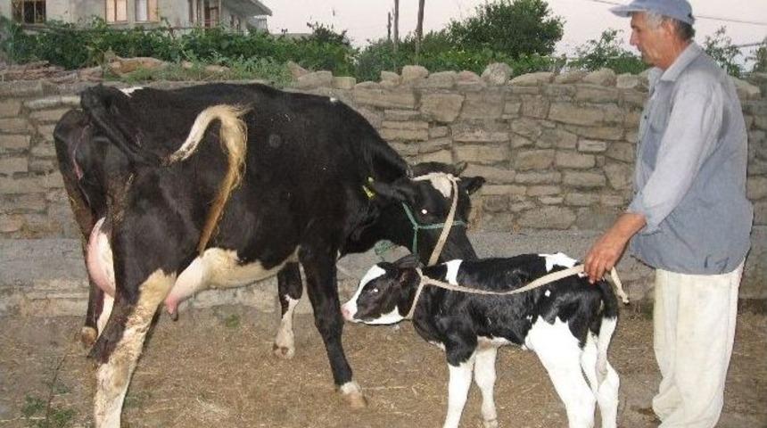 Manavgat&rsquo;ta Hayvan Sahiplerine Bildirim Uyarısı