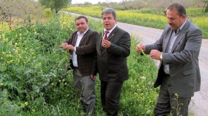 Araban Ovası&rsquo;nda Kenger Keyfi