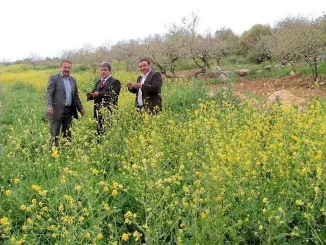 Araban Ovası’nda Kenger Keyfi