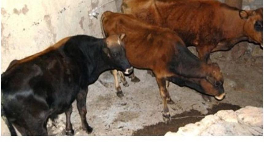 K&uuml;re&rsquo;de Şap Aşısı Sona Erdi