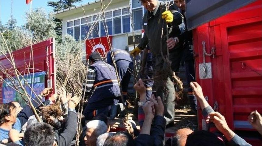 Orman B&ouml;lge M&uuml;d&uuml;rl&uuml;ğ&uuml; Ve Sarıcakaya Belediyesi&rsquo;nden 2 Bin Meyve Fidanı