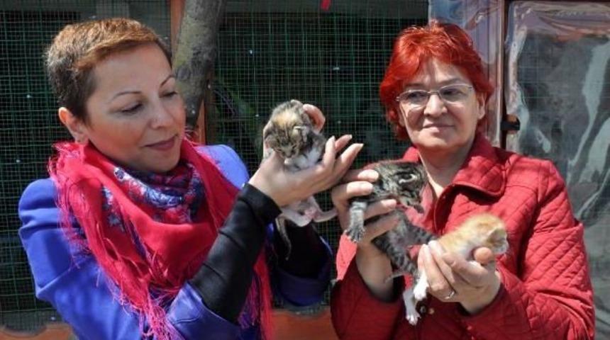Bakımsız Ve Hasta Kediler Tedavi Edilip Sahiplendiriliyor