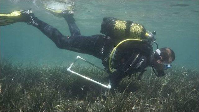 Marmaris Körfezi’ndeki Poseidon Çayırlarına Bilimsel Araştırma