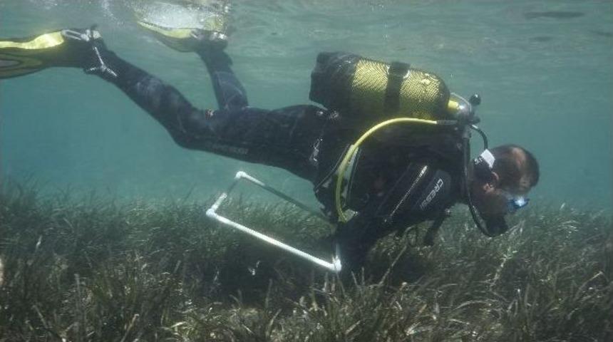 Marmaris Körfezi’ndeki Poseidon Çayırlarına Bilimsel Araştırma