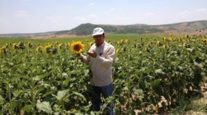 Yağlı Tohum Ve T&uuml;revlerinin İthalatına 1 Yılda 4 Milyar 286 Milyon Tl