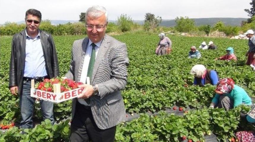 Milletvekili Adayı &Ccedil;izme Giydi, &Ccedil;ilek Tarlasında Oy İstedi