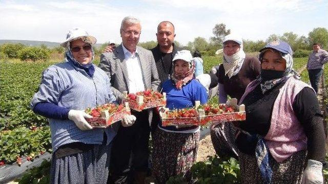 Milletvekili Adayı Çizme Giydi, Çilek Tarlasında Oy İstedi