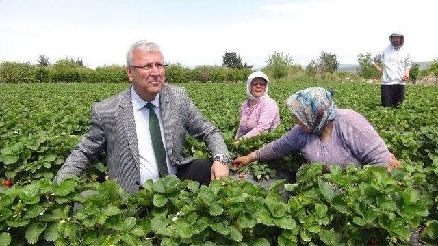 Milletvekili Adayı Çizme Giydi, Çilek Tarlasında Oy İstedi