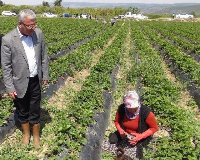 Milletvekili Adayı Çizme Giydi, Çilek Tarlasında Oy İstedi