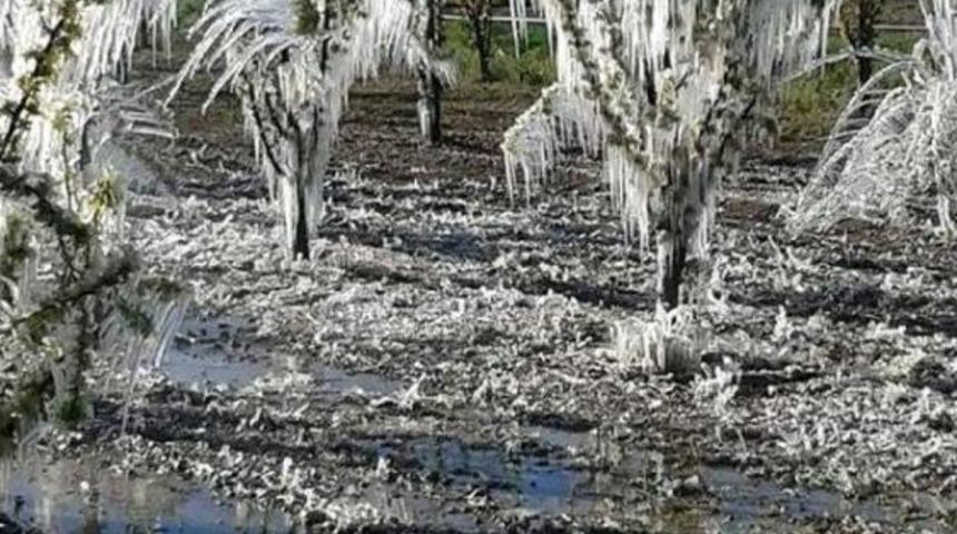 Elmalı'da Meyve Bahçelerini Don Vurdu