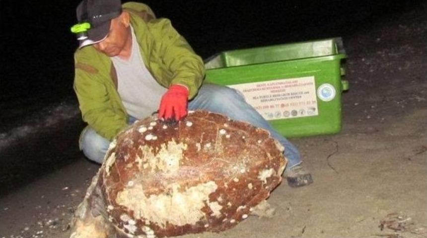 Kuşadası&rsquo;nda Bir &Ouml;l&uuml; Caretta Caretta Bulundu