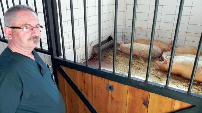 Veteriner Fak&uuml;ltesi Ab Eğitim Akreditasyonu I&ccedil;in 6 Domuzu Besliyor