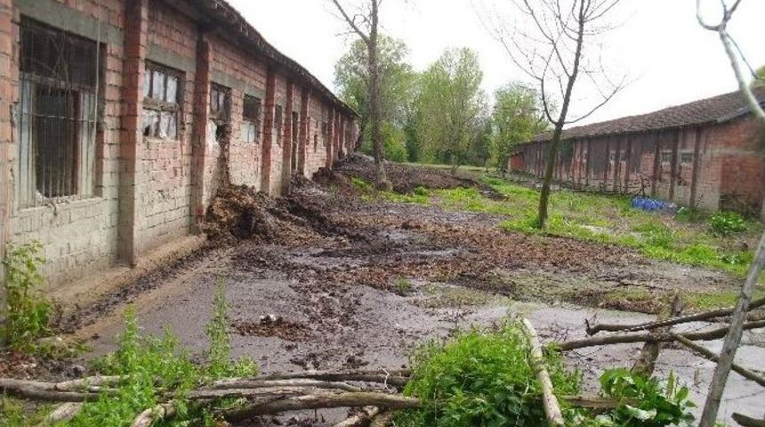 Mahalle Sakinlerinden &rsquo;manda Pisliği&rsquo; Tepkisi