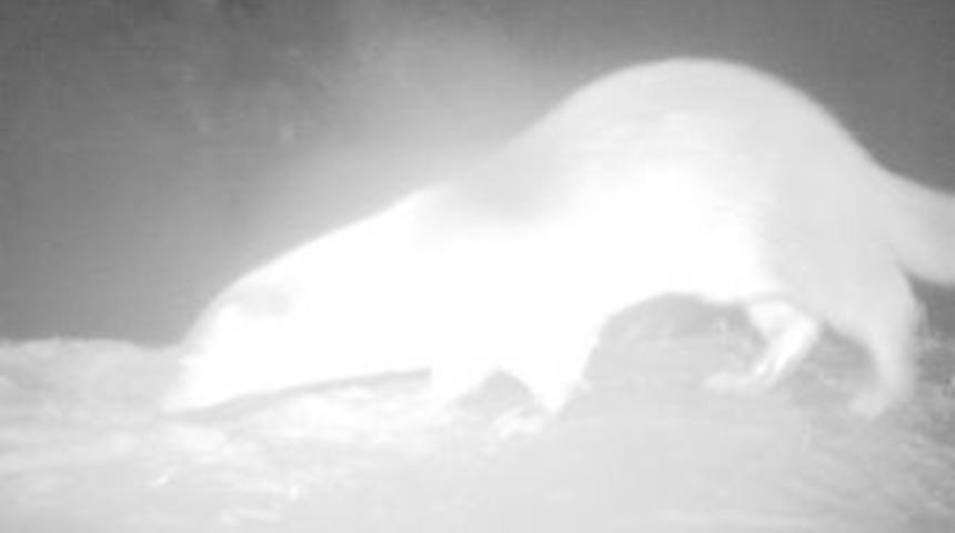 K&uuml;re Dağlarında İlk Kez Su Samuru G&ouml;r&uuml;nt&uuml;lendi