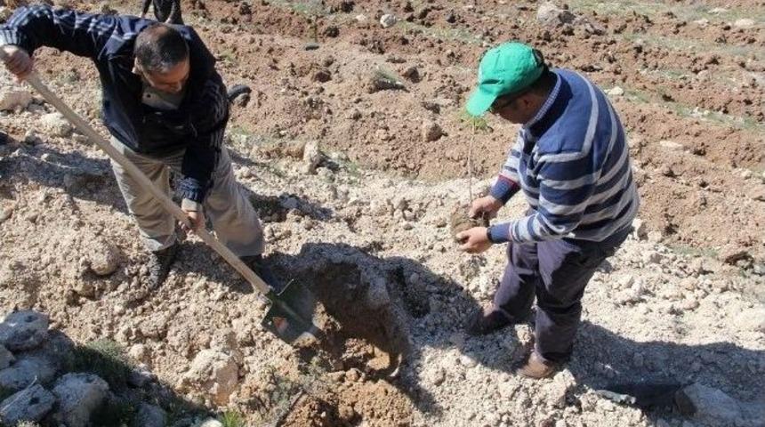 Kocasinan Kaymakamlığı Personeli &Ccedil;anakkale Şehitler Ormanı&rsquo;na Fidan Dikti