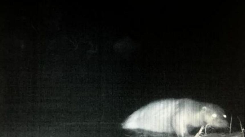 K&uuml;re Dağları Milli Parkı'nda Fotokapanla Su Samuru G&ouml;r&uuml;nt&uuml;lendi