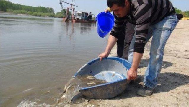 Taşkın Suları Çekilince Tarlalar Balıkla Doldu 2