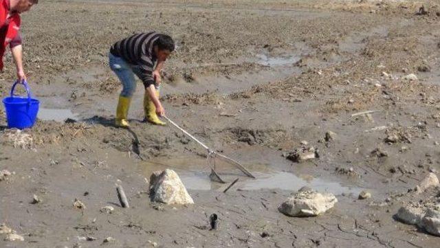 Taşkın Suları Çekilince Tarlalar Balıkla Doldu 3