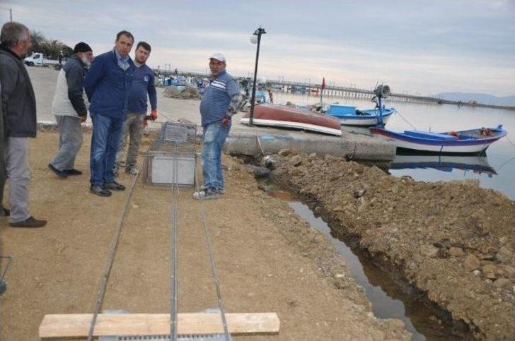 Ayvalık Belediyesi Altınova Sahiline Yürüyüş Yolu Yapıyor G4