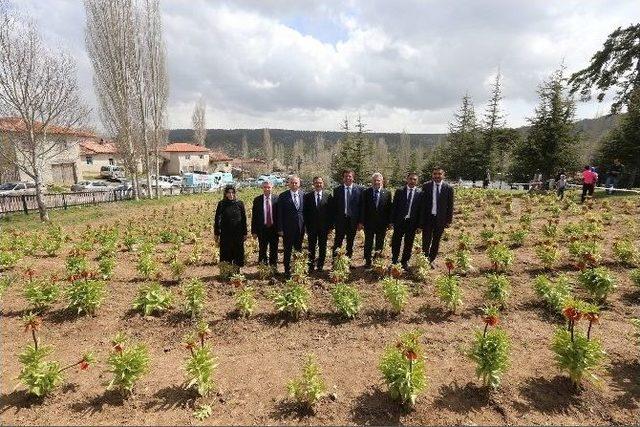 Denizli’deki Ters Lale Dünyaya Tanıtılacak 2