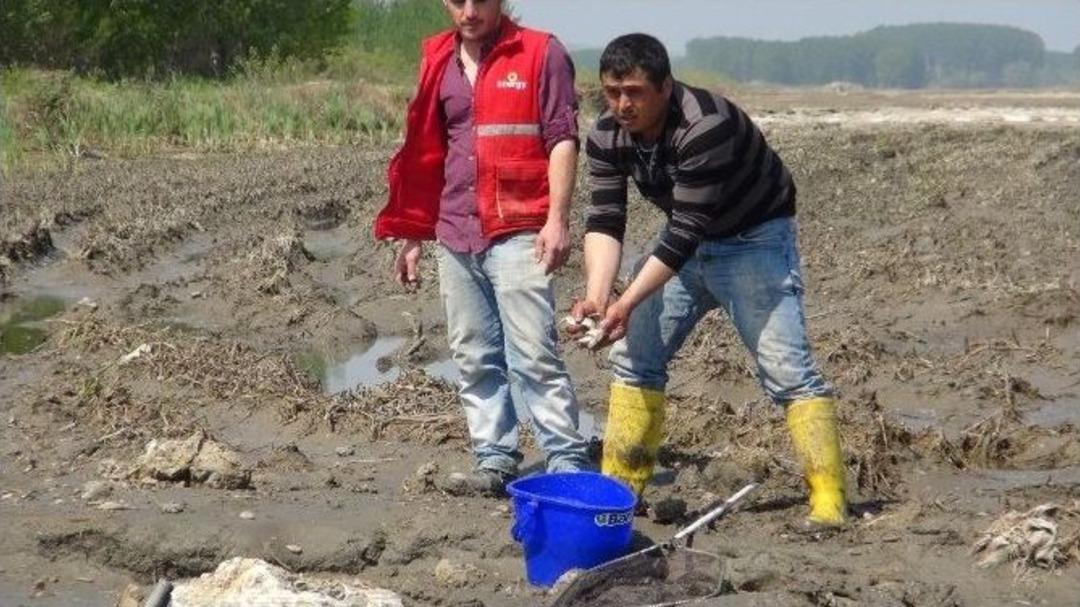 &lsquo;derya Kuzusu&rsquo; Değil, &lsquo;tarla Kuzusu&rsquo; Bunlar