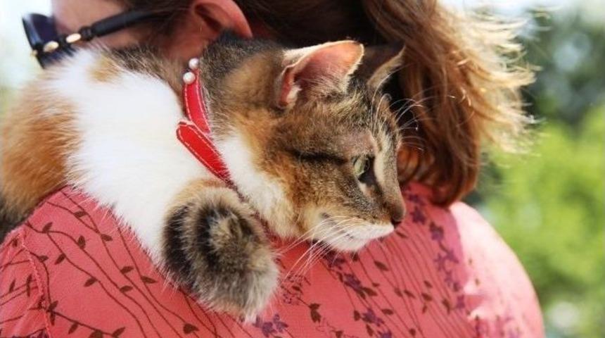 Sakat Hayvanlar İçin Seferberlik