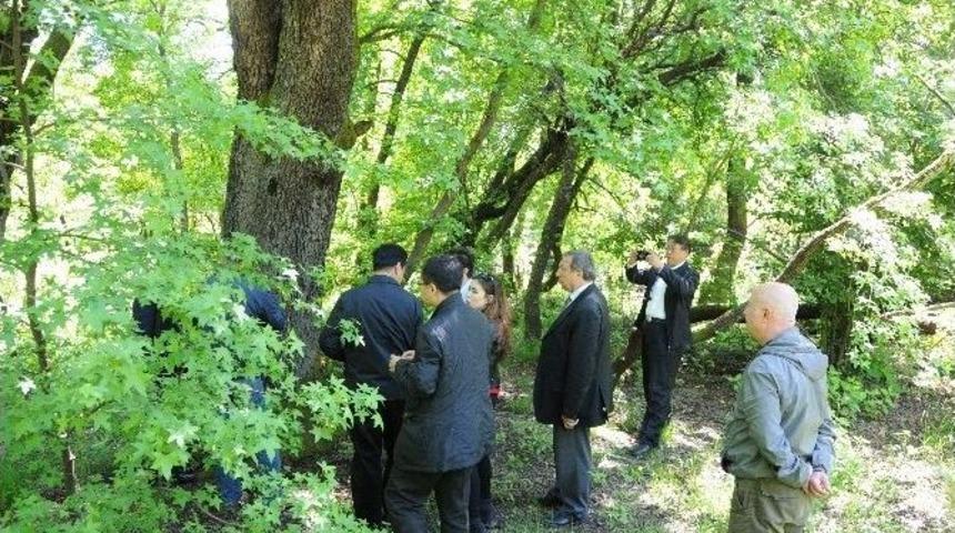 &Ccedil;inliler Sığla Ağa&ccedil;larına Hayran Kaldı