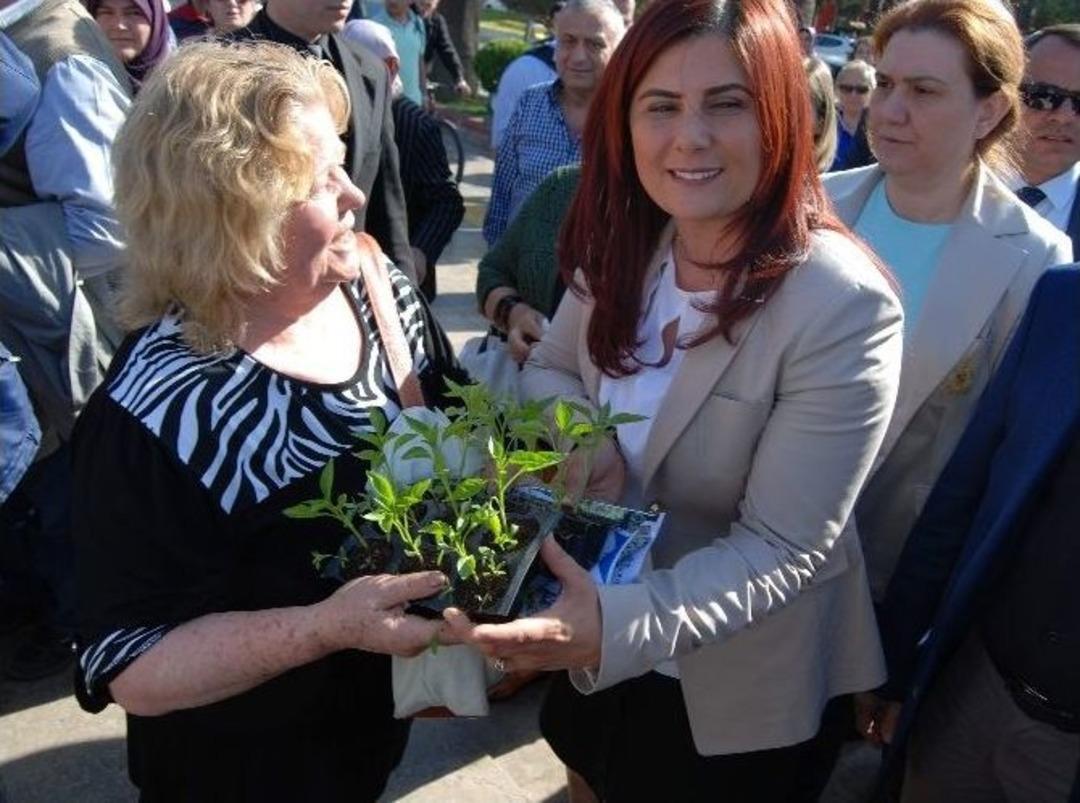 Aydın B&uuml;y&uuml;kşehir 30 Bin Fidenin Dağıtımına Başladı