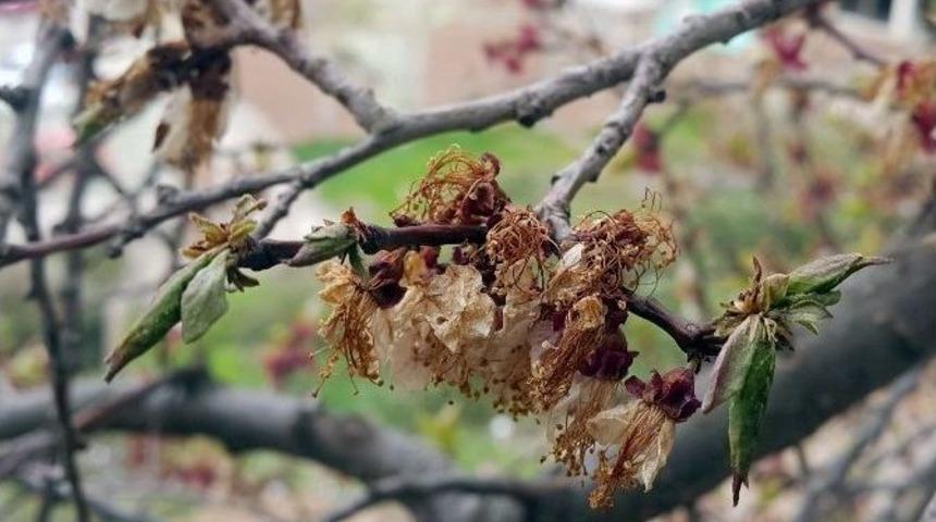 G&uuml;m&uuml;şhane&rsquo;yi Don Vurdu