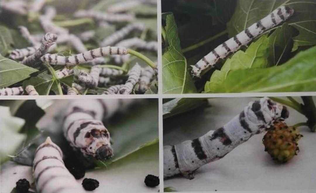 İpekb&ouml;ceğinin Yaşam &Ouml;yk&uuml;s&uuml; Beğeniye Sunuldu