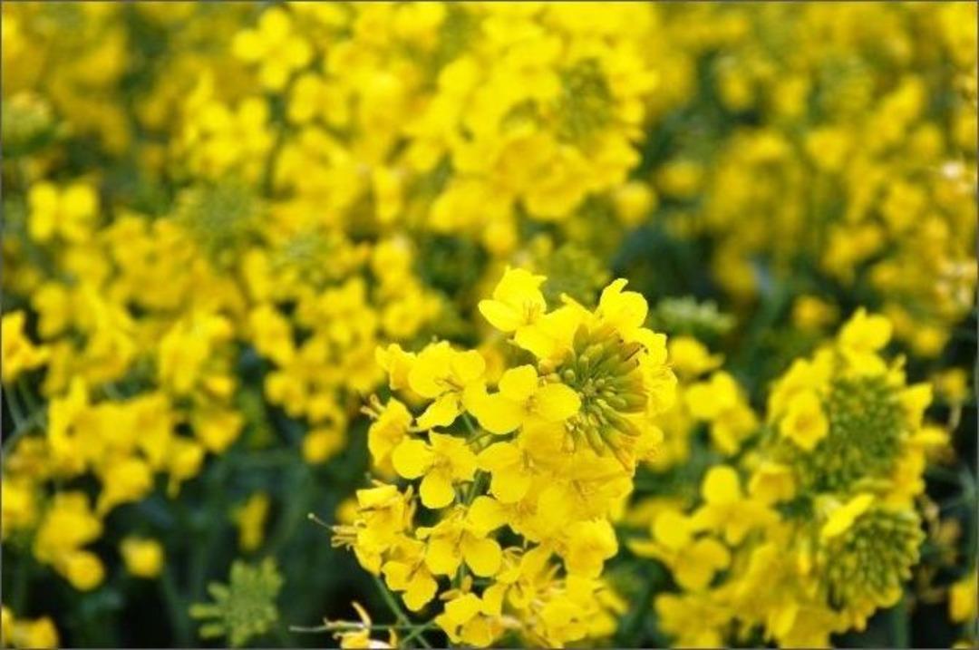 Tekirdağ, T&uuml;rkiye&rsquo;nin Kanola Ambarı