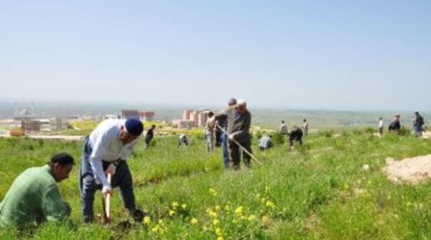 B&uuml; Batı Raman Kamp&uuml;s&uuml;&rsquo;nde Ağa&ccedil;lara Bakım Yapıldı